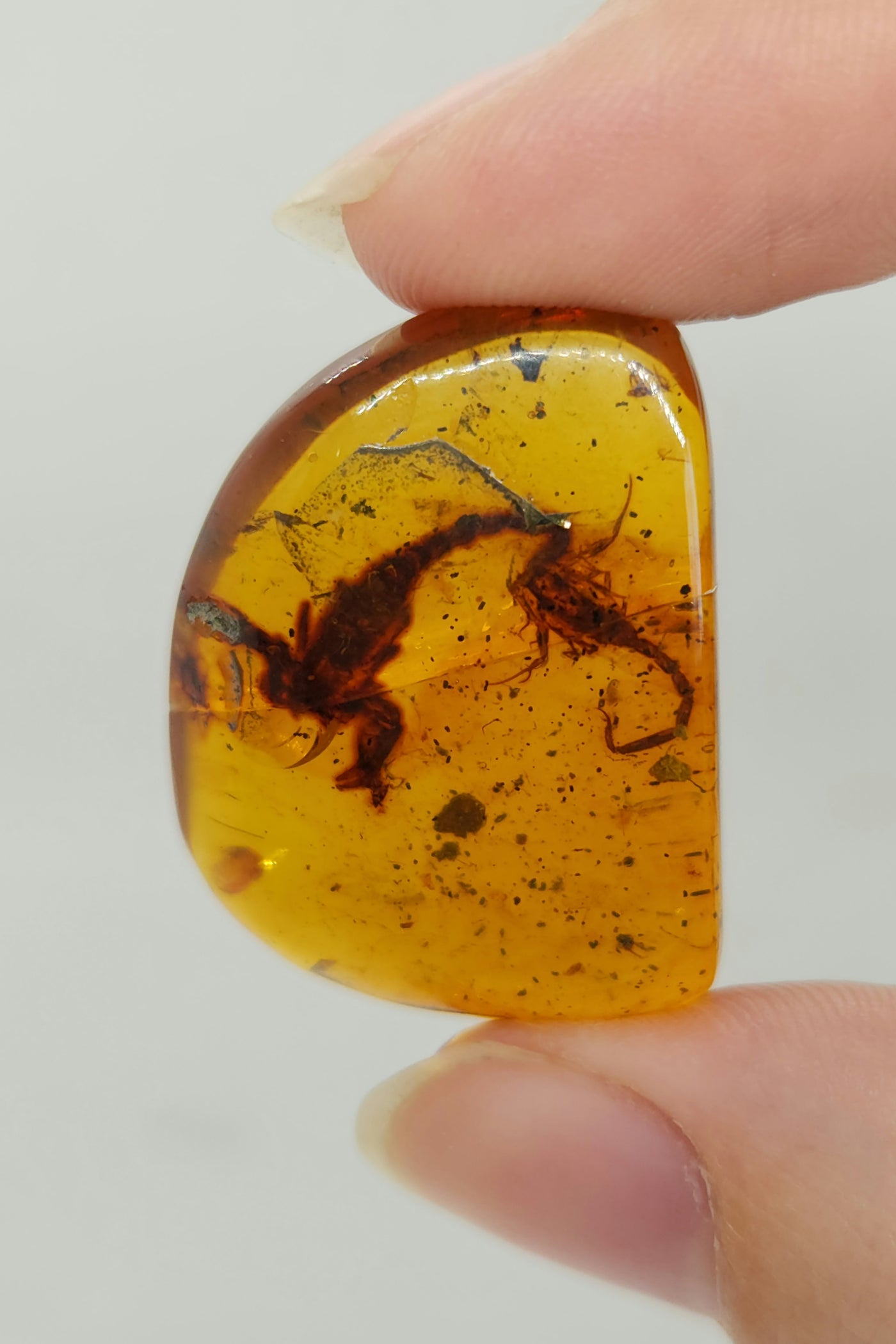 Rare Burmese Amber Scorpion Pair — In Stone Fossils