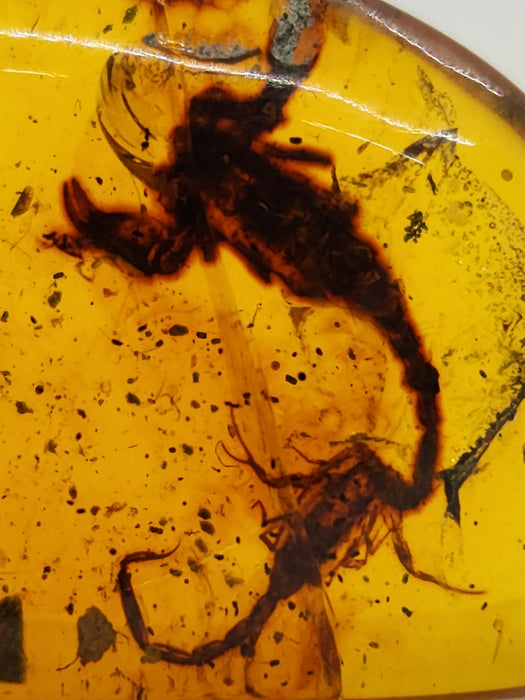 Rare Burmese Amber Scorpion Pair