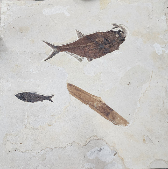 Fossil Fish Aspiration | Diplomystus dentatus eating a Knightia eocaena with additional Knightia eocaena and vegetation| Green River Formation | Wyoming