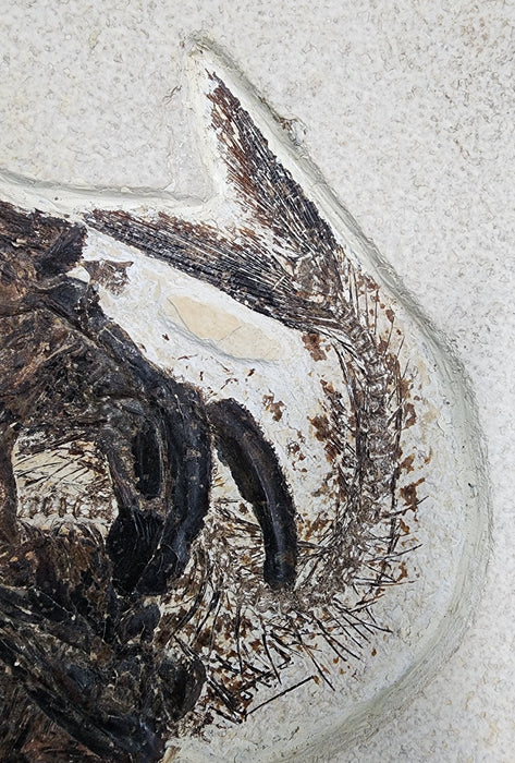 Fossil Fish Aspiration | Diplomystus dentatus eating a Knightia eocaena with additional Knightia eocaena and vegetation| Green River Formation | Wyoming