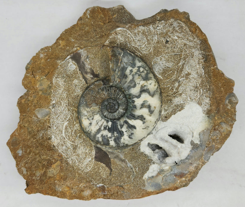 Aegasteroceras sagittarium Ammonite | England