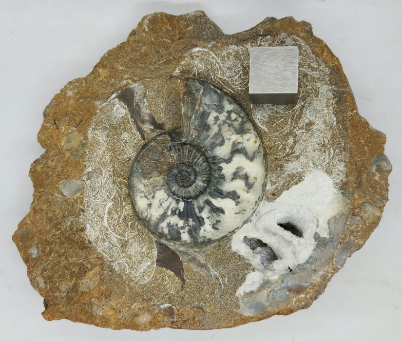 Aegasteroceras sagittarium Ammonite | England