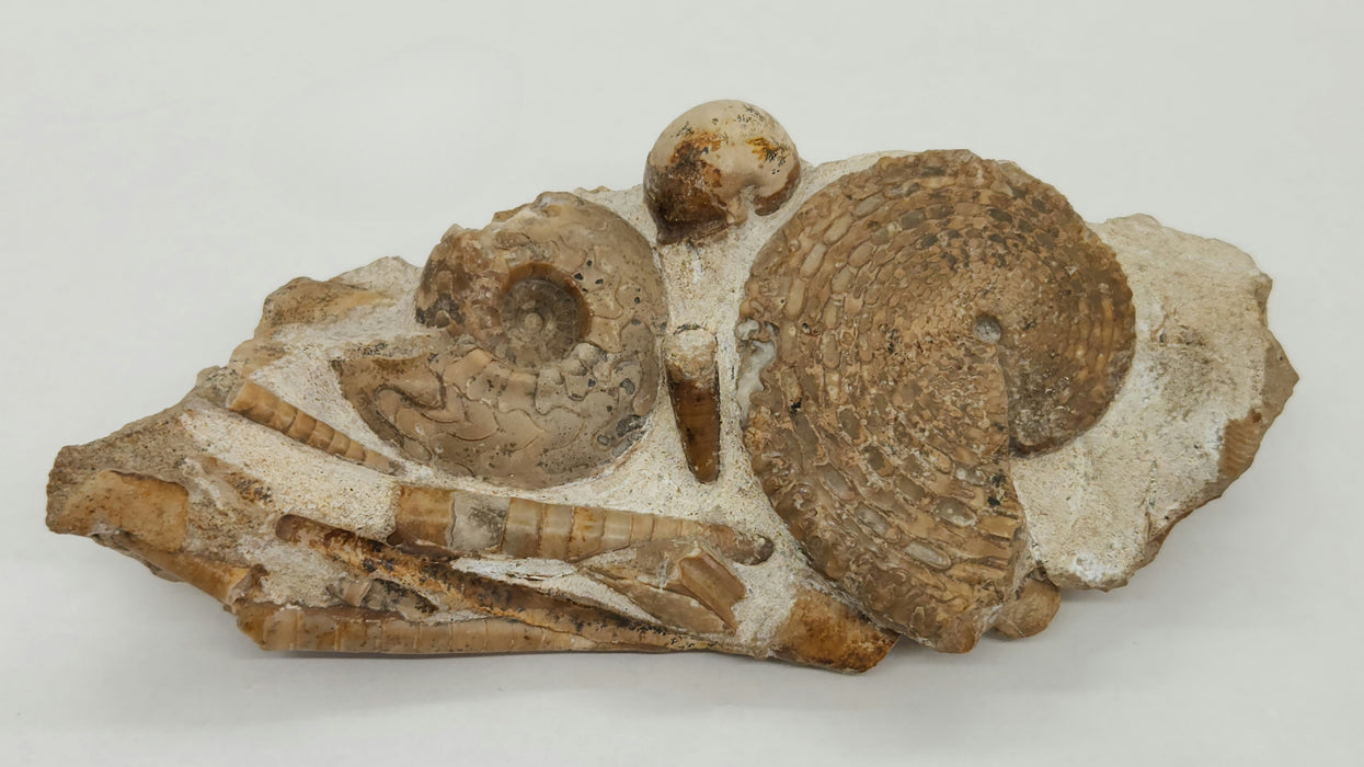 Fossil Ammonites & Orthocones Cluster | Kazakhstan