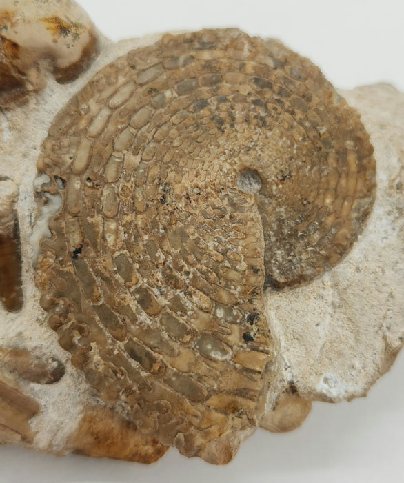 Fossil Ammonites & Orthocones Cluster | Kazakhstan