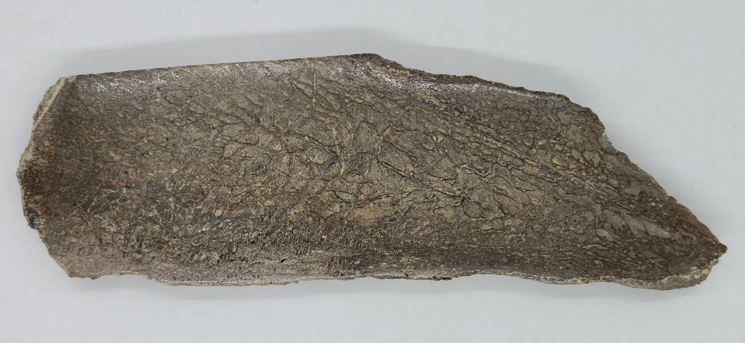 Authentic Dinosaur Bone Slice | Morocco