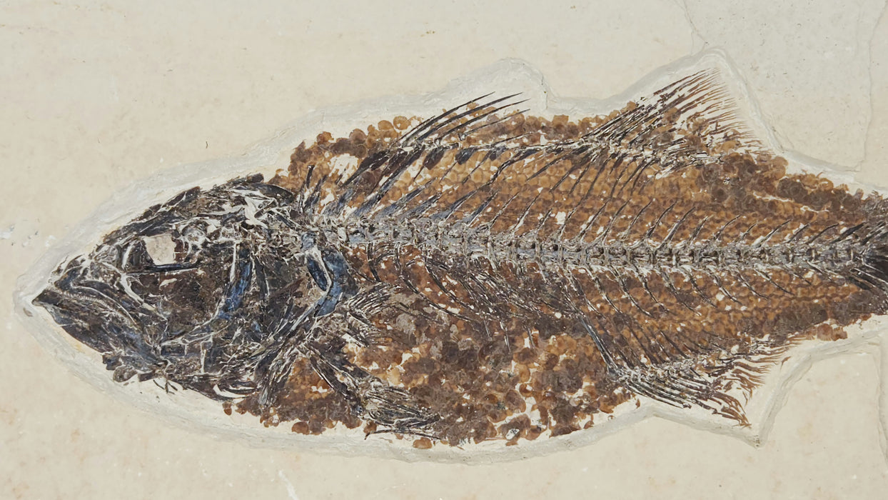 Mioplosus labracoides | Green River Formation | Wyoming