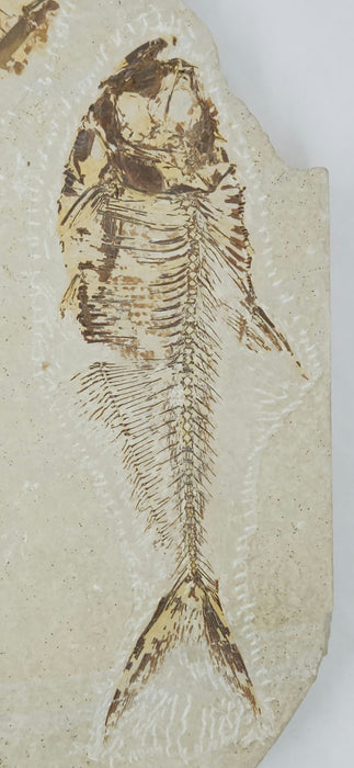 Very Rare Eohiodon (Mooneye) with Diplomystus dentatus | Green River Formation | Wyoming