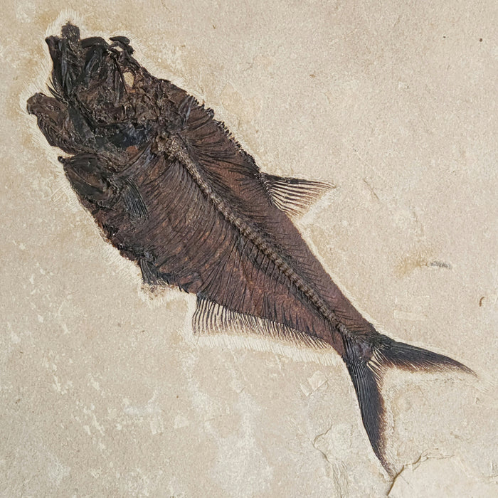 Diplomystus Aspiration w/ additional fish in belly | Green River Formation | Wyoming