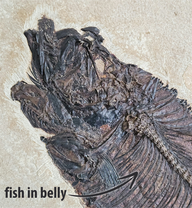 Diplomystus Aspiration w/ additional fish in belly | Green River Formation | Wyoming