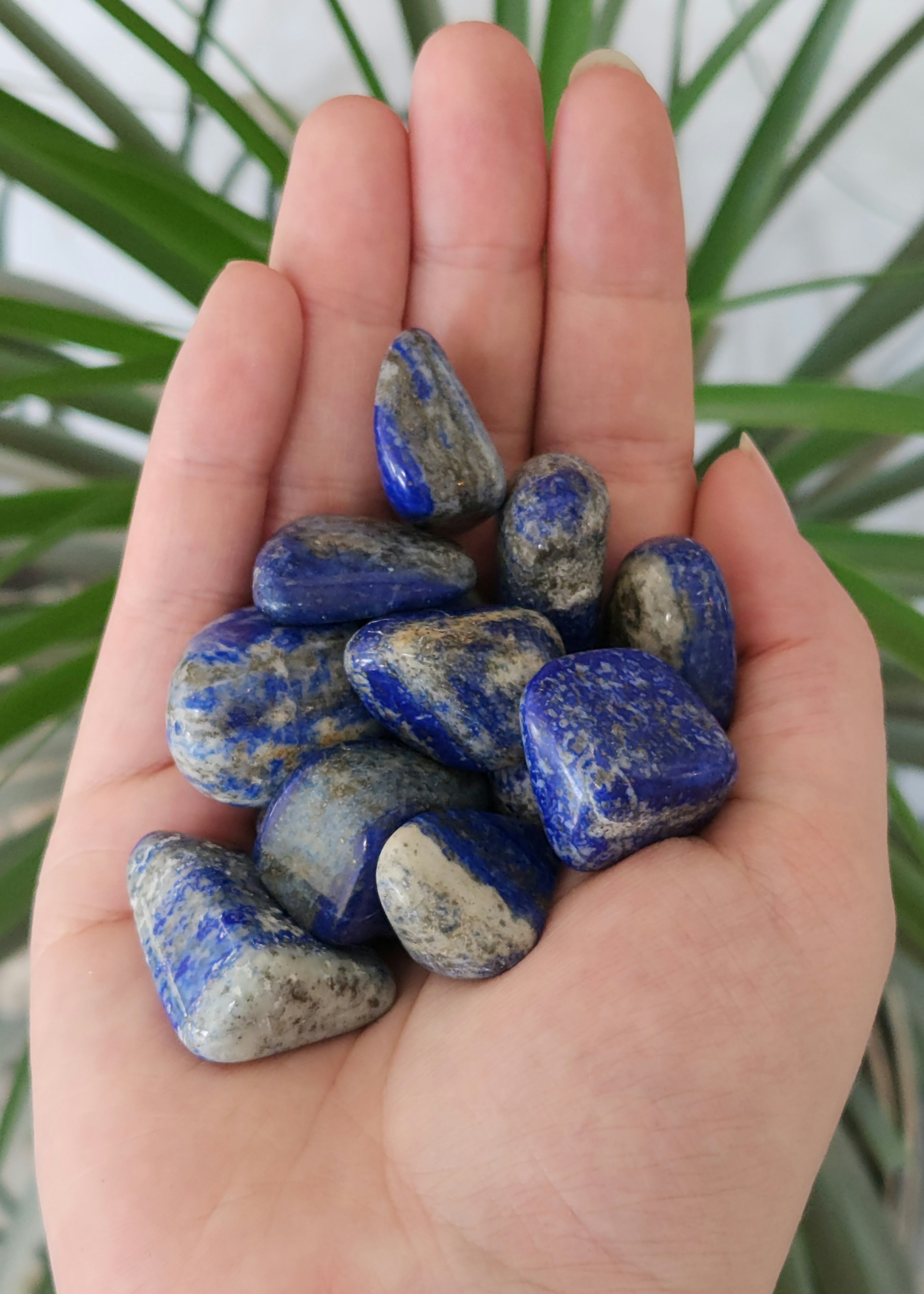 Lapis Lazuli Tumbled Stones | Afghanistan 8635184480478