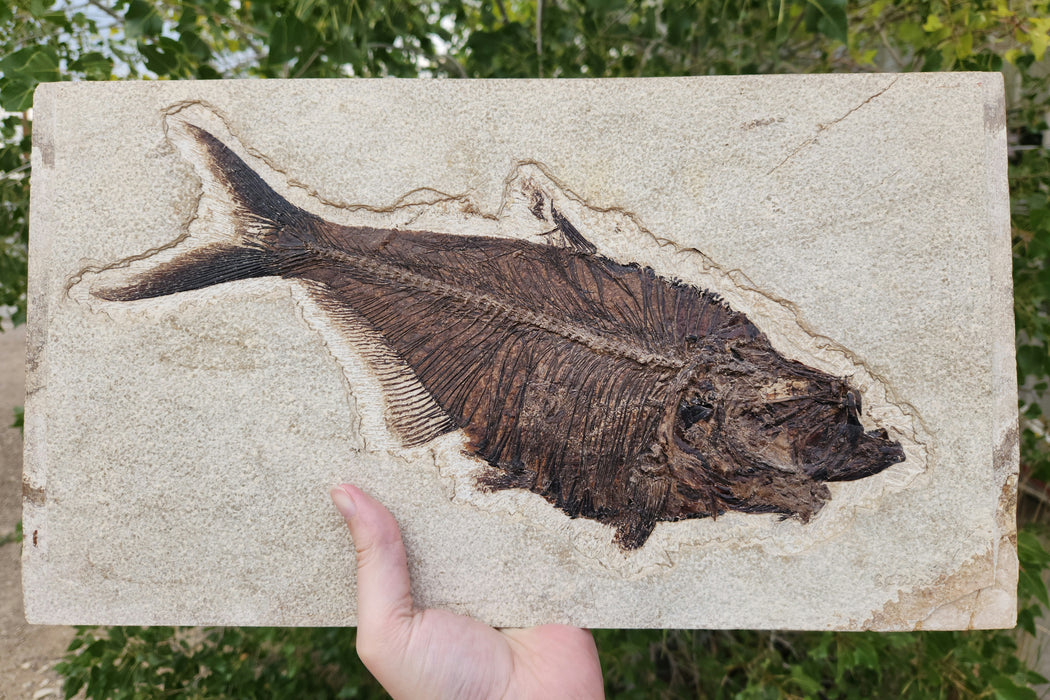 13.5" Diplomystus dentatus w/ fish in belly | Green River Formation | Wyoming