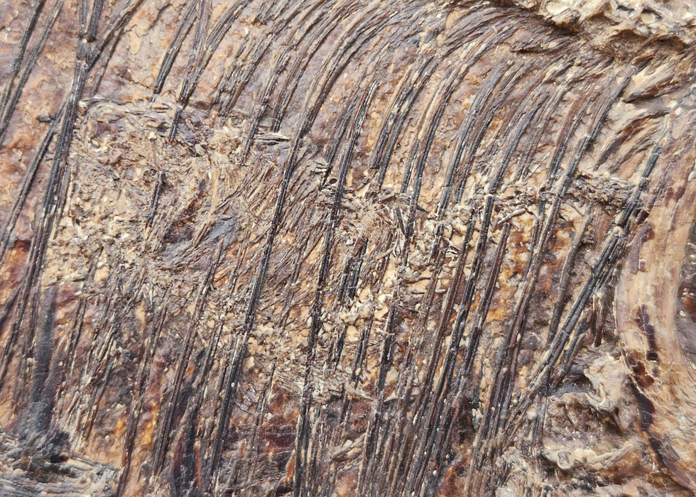 13.5" Diplomystus dentatus w/ fish in belly | Green River Formation | Wyoming