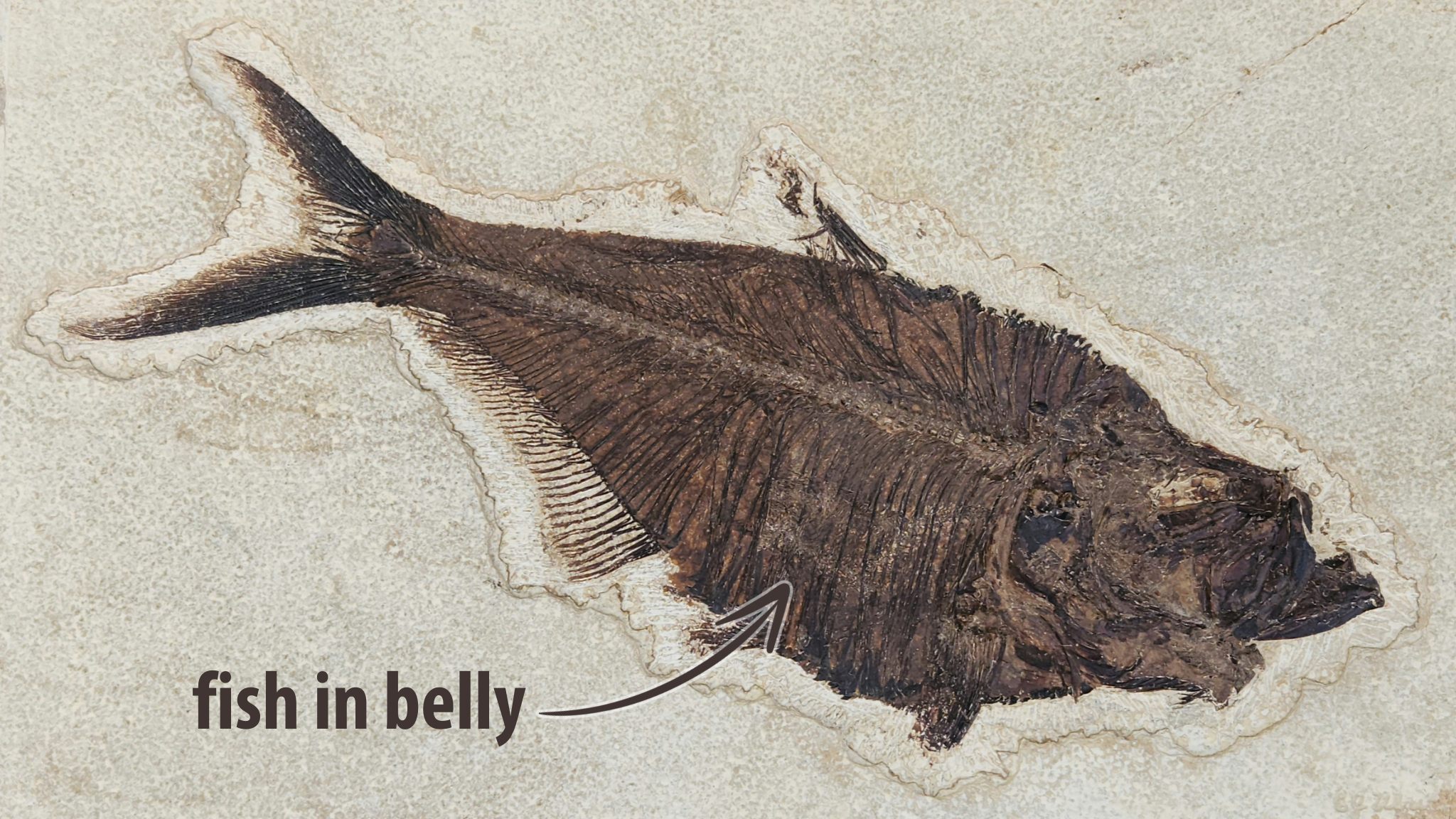 Diplomystus dentatus w/ fish in belly Green River