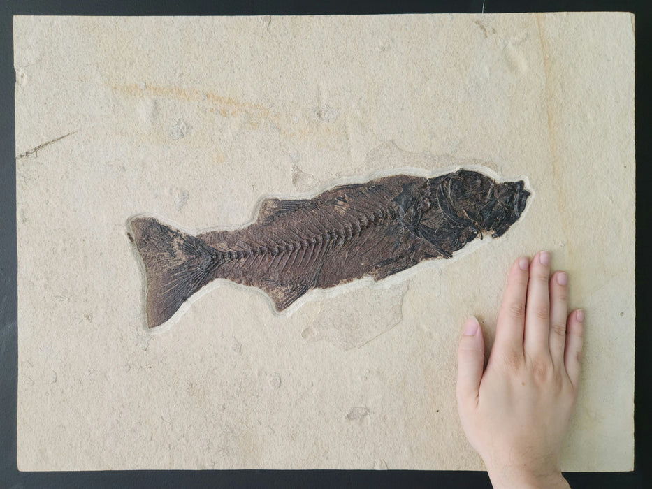 14.25" Mioplosus labracoides | Unrestored Fossil Fish | Wyoming