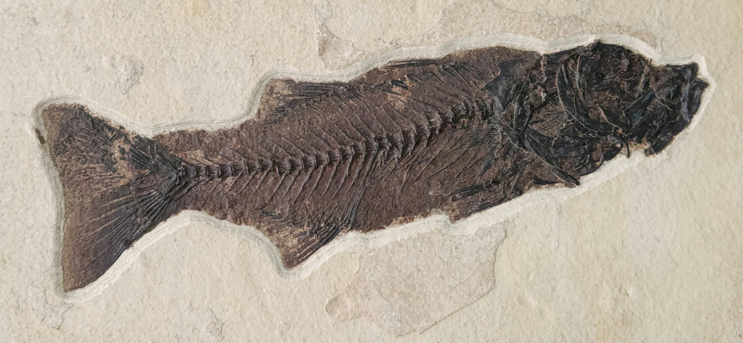 14.25" Mioplosus labracoides | Unrestored Fossil Fish | Wyoming