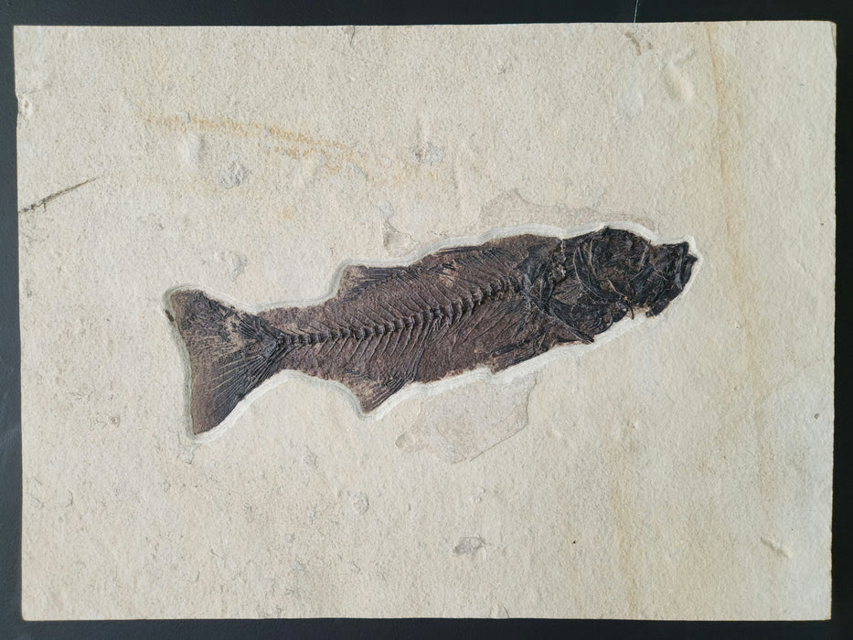 14.25" Mioplosus labracoides | Unrestored Fossil Fish | Wyoming