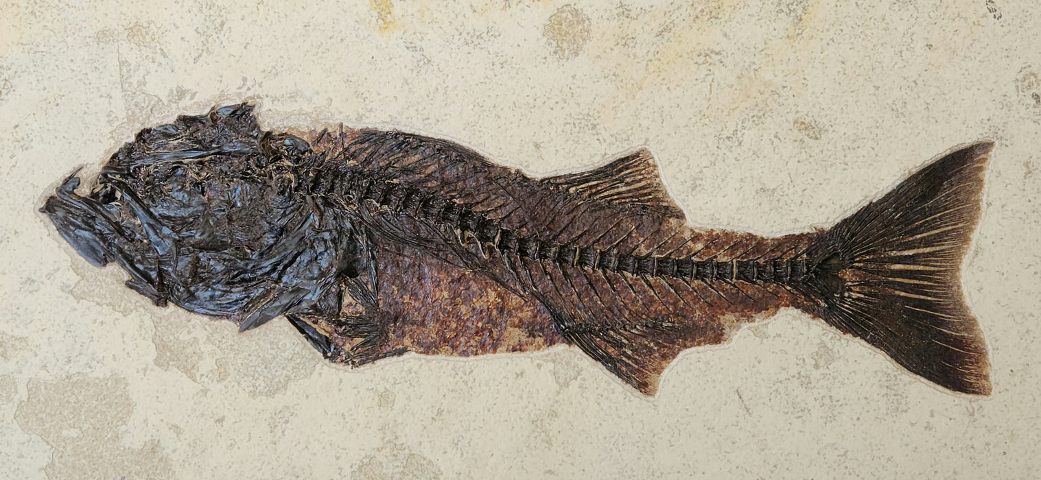 17.25" Mioplosus labracoides | Unrestored Fossil Fish | Wyoming