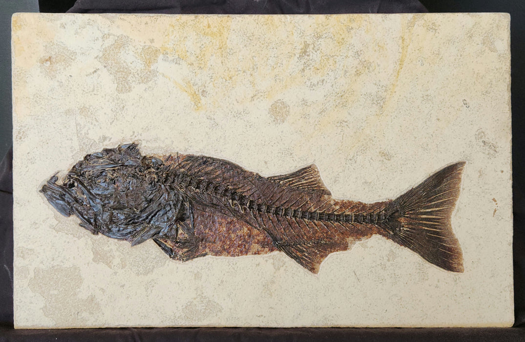 17.25" Mioplosus labracoides | Unrestored Fossil Fish | Wyoming