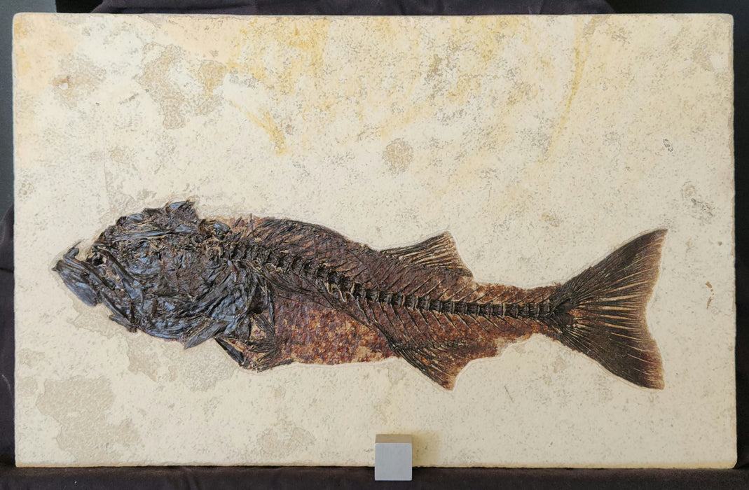 17.25" Mioplosus labracoides | Unrestored Fossil Fish | Wyoming