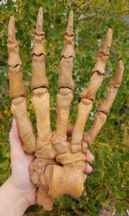 Siberian Cave Bear Paw