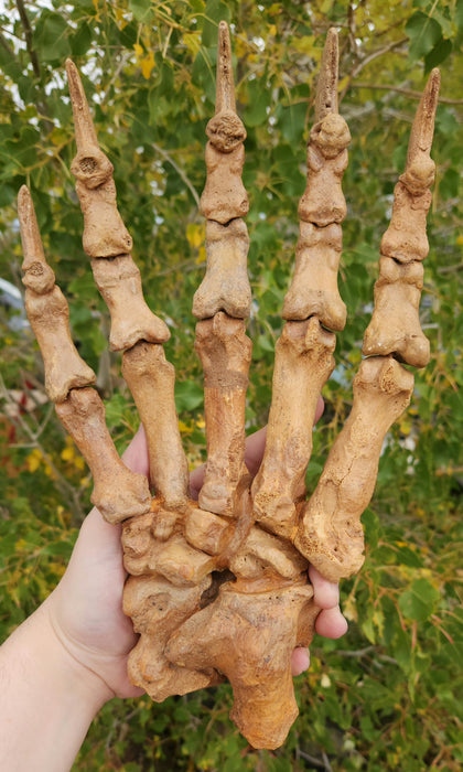 Siberian Cave Bear Paw