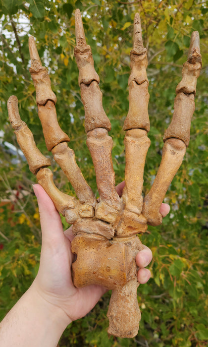 Siberian Cave Bear Paw