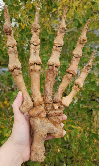 Siberian Cave Bear Paw