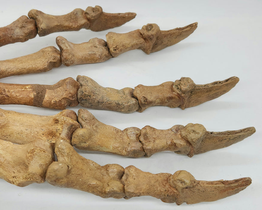 Siberian Cave Bear Paw