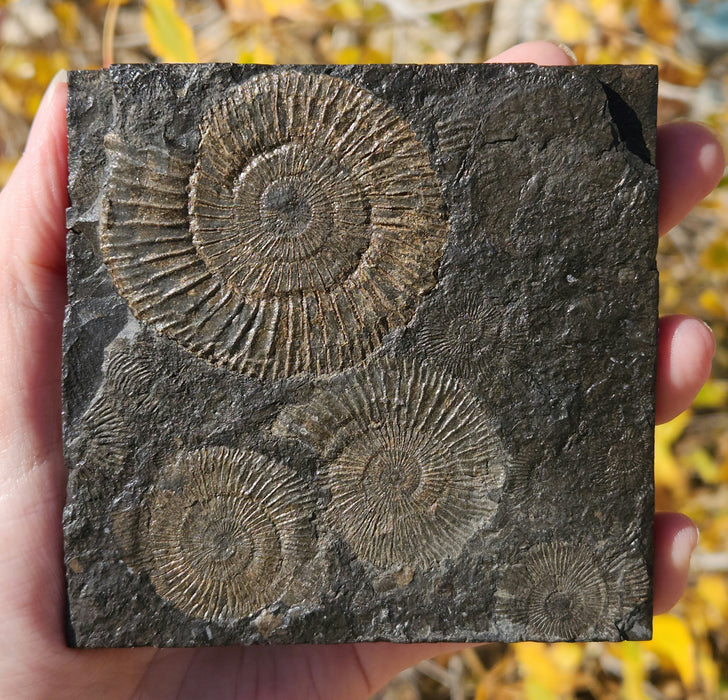 Dactylioceras Ammonites | Germany