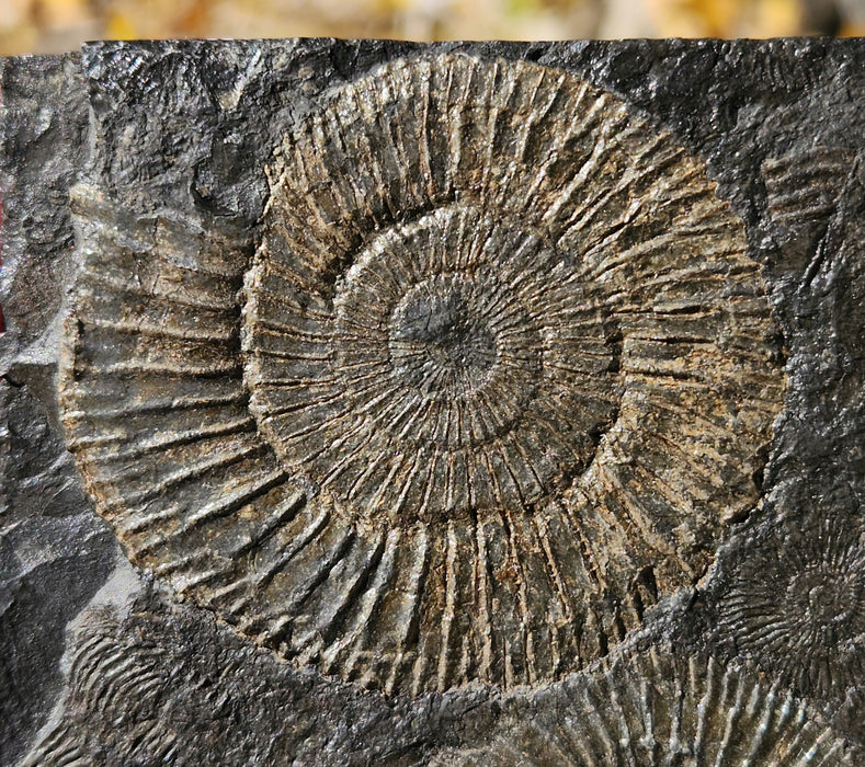 Dactylioceras Ammonites | Germany