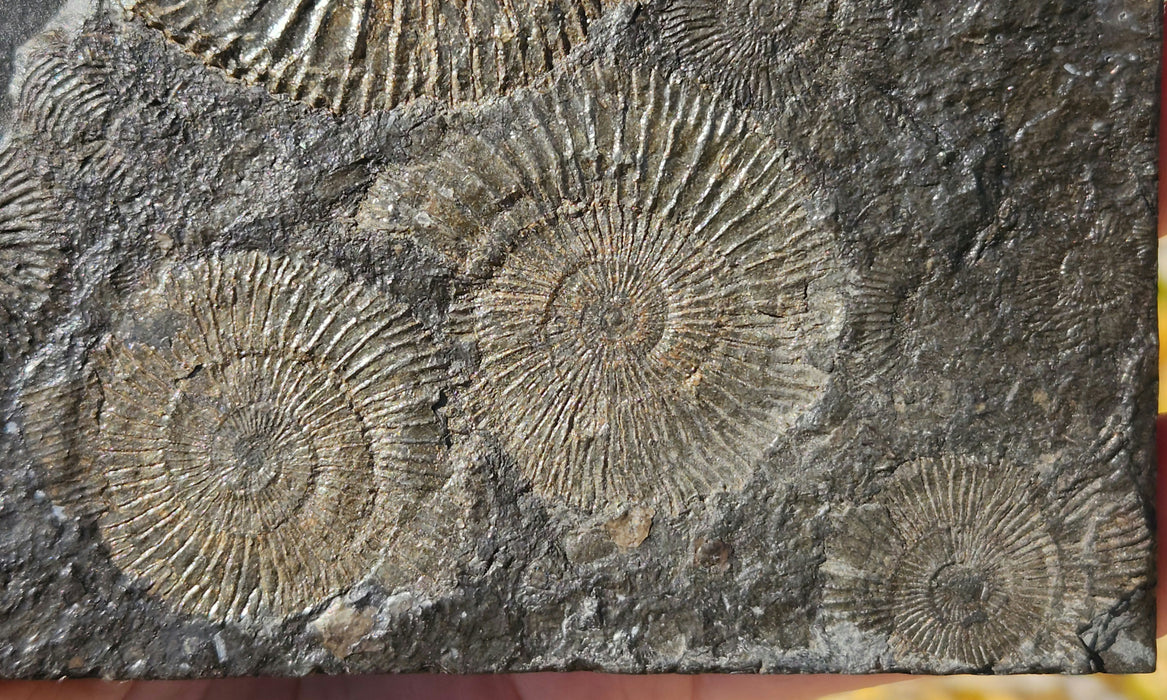 Dactylioceras Ammonites | Germany