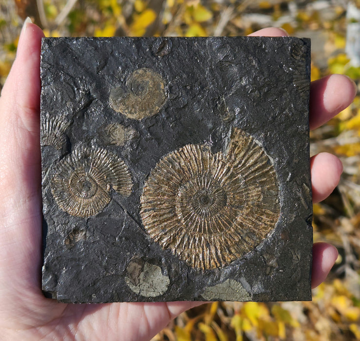 Dactylioceras Ammonites | Germany