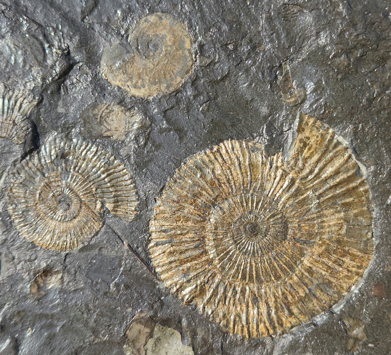 Dactylioceras Ammonites | Germany