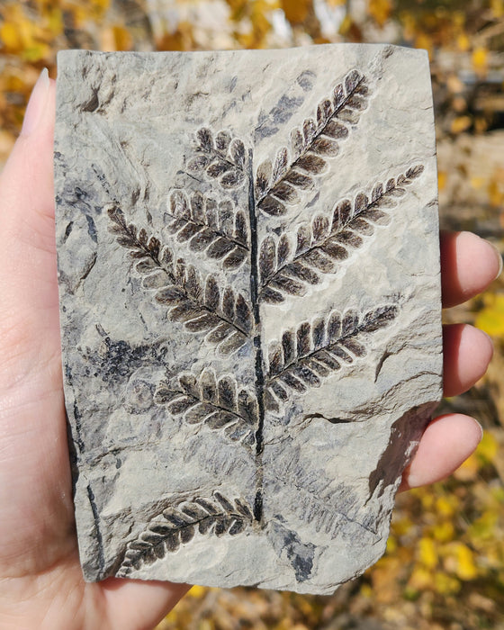 Fossil Fern | Sphenopteris | France