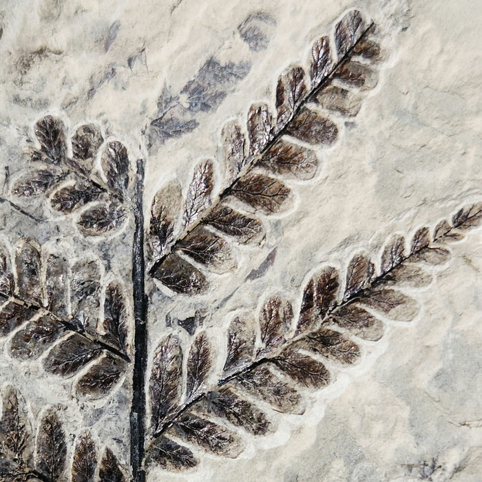 Fossil Fern | Sphenopteris | France