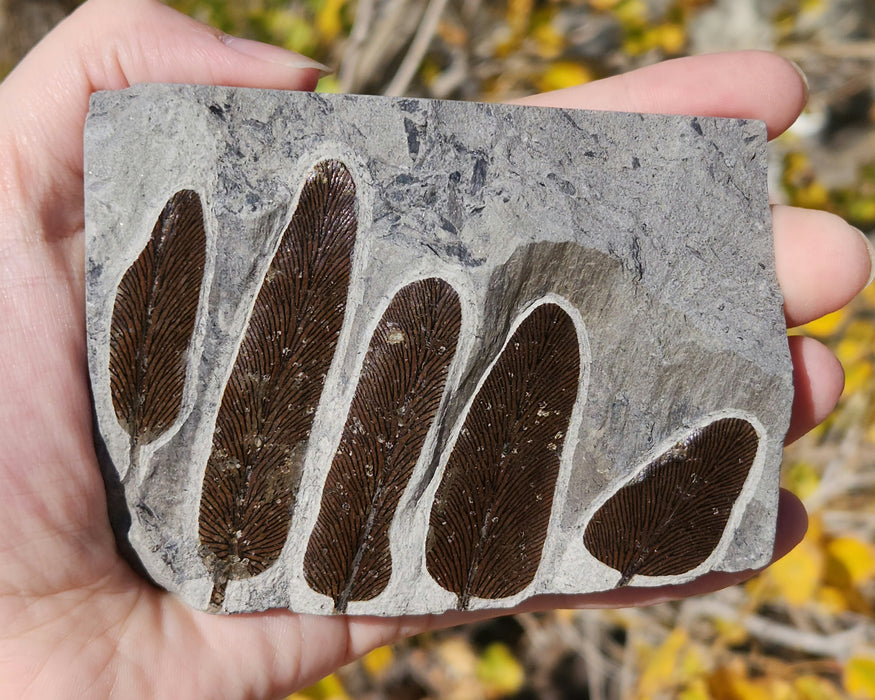 Fossil Fern | Neuropteris cordata | France