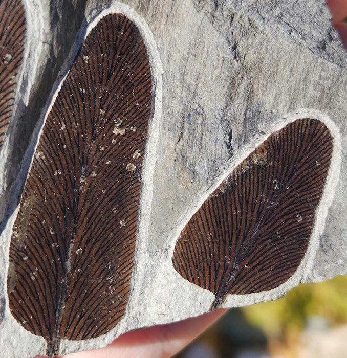 Fossil Fern | Neuropteris cordata | France