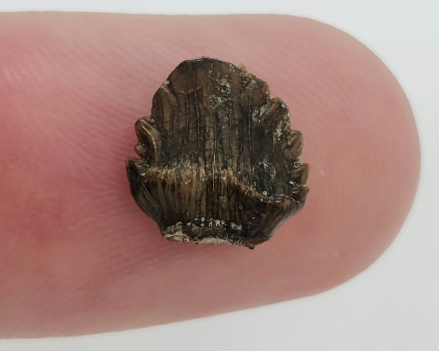 Ankylosaur Tooth | Judith River Formation | Montana