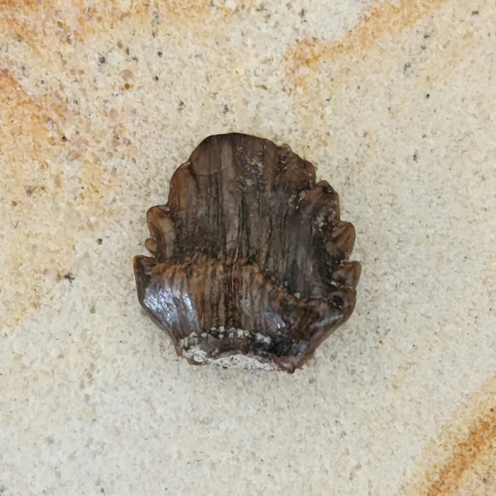 Ankylosaur Tooth | Judith River Formation | Montana