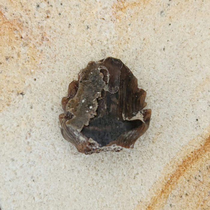 Ankylosaur Tooth | Judith River Formation | Montana