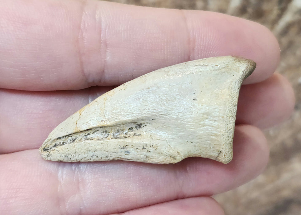 Struthiomimus Foot Claw | Judith River Formation | Montana