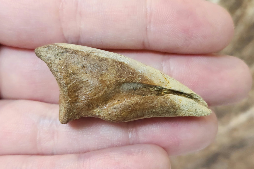 Struthiomimus Foot Claw | Judith River Formation | Montana