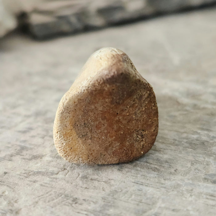 Struthiomimus Foot Claw | Judith River Formation | Montana