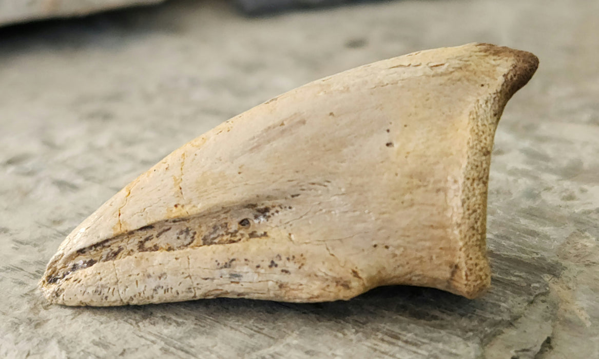 Struthiomimus Foot Claw | Judith River Formation | Montana