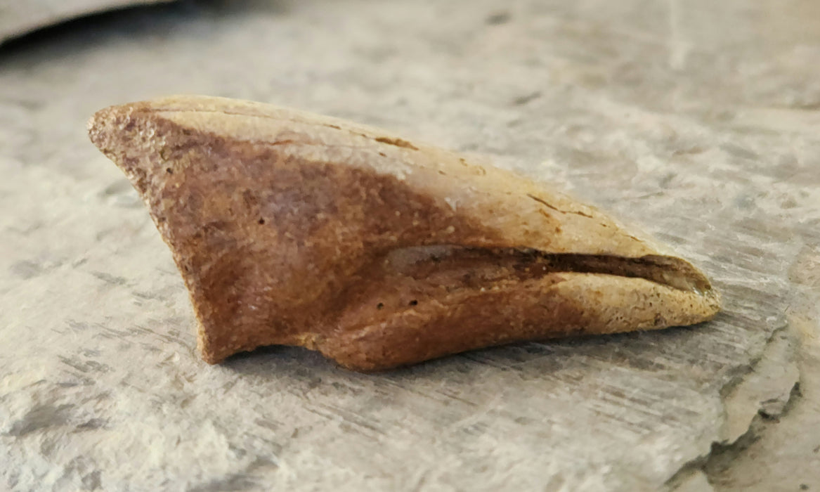 Struthiomimus Foot Claw | Judith River Formation | Montana