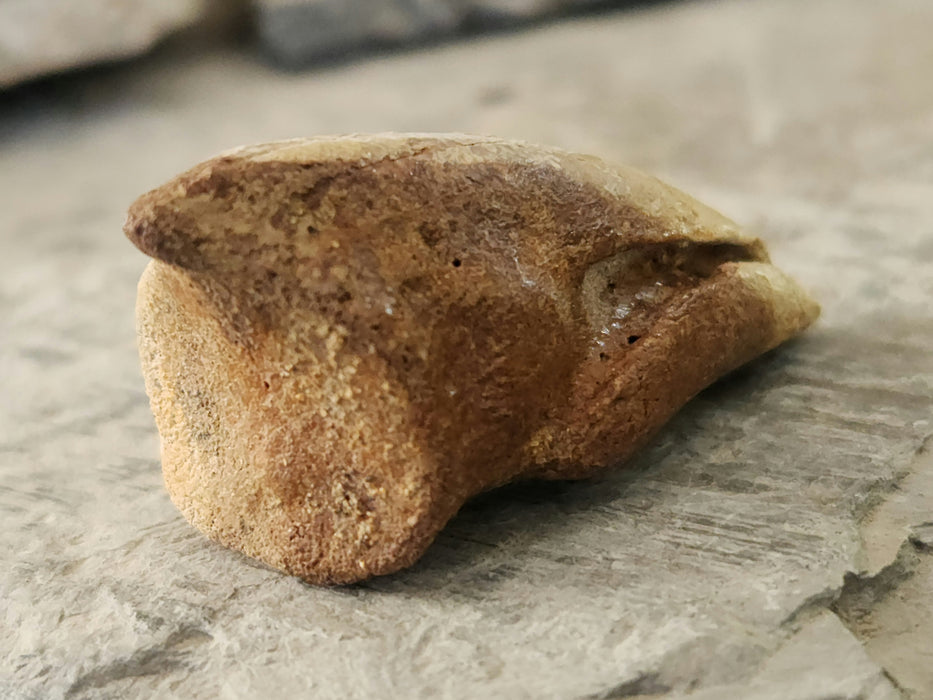 Struthiomimus Foot Claw | Judith River Formation | Montana