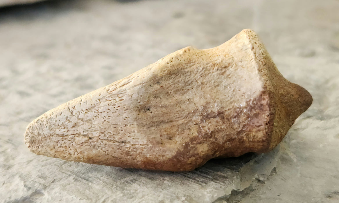 Struthiomimus Foot Claw | Judith River Formation | Montana