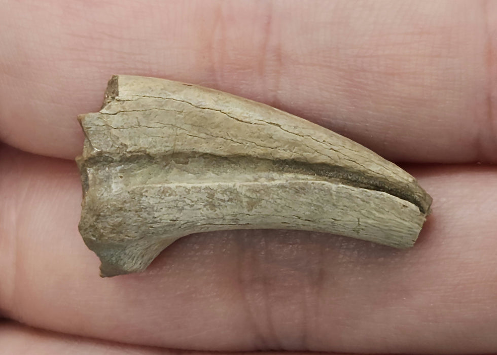 Struthiomimus Hand Claw | Judith River Formation | Montana