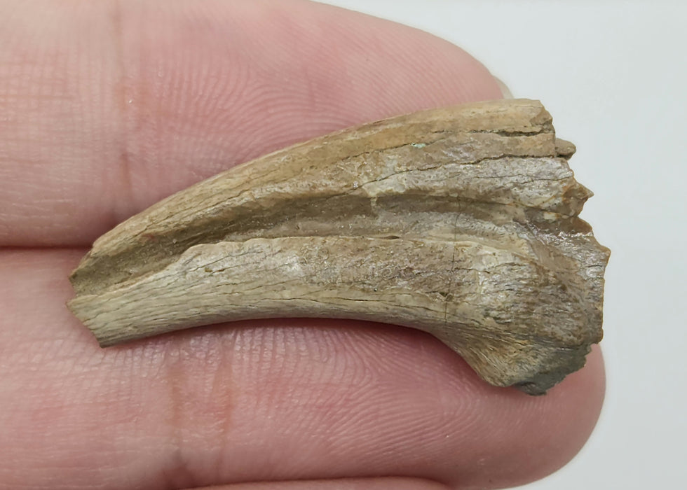 Struthiomimus Hand Claw | Judith River Formation | Montana