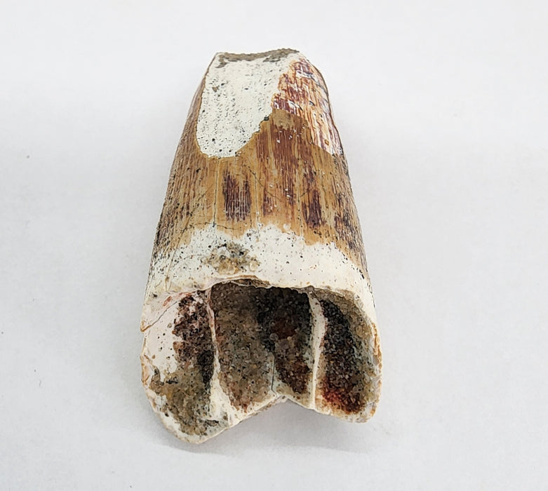 Spinosaurus Tooth | Cretaceous | Kem Kem Beds, Morocco